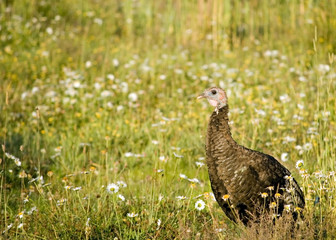 Female Wild Turkey