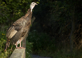 Wild Turkey (Meleagris gallopavo)