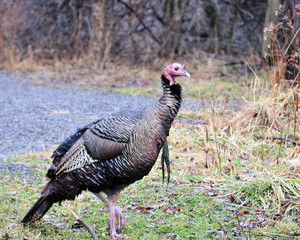 Wild Turkey