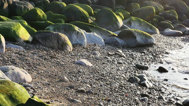 Green  sea grass n stones at Riga Beach in Latvia