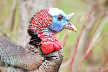 Wild Turkey (Meleagris gallopavo)