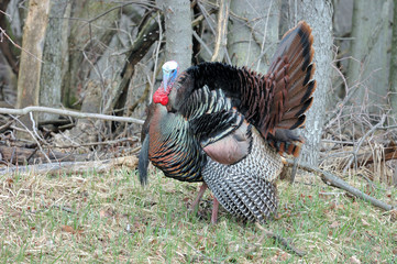 Wild Turkey (Meleagris gallopavo)