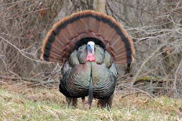 Wild Turkey (Meleagris gallopavo) © brm1949
