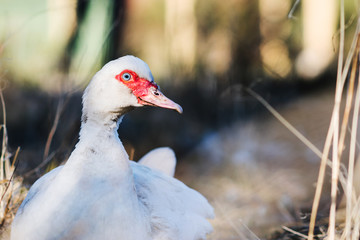White duck 2