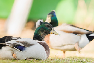 Wonderful ducks