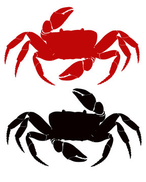 crab gecarinus ruricola red and black