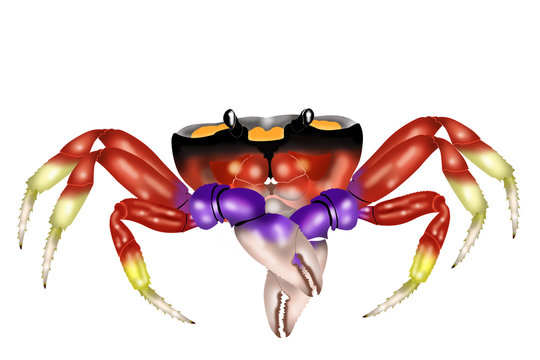crab gecarinus ruricola white background