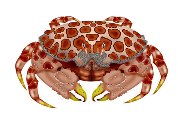 crab hepatus epheliticus white backgroun