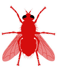 fly red  white background