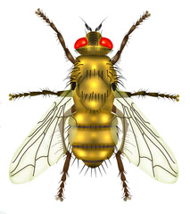 yellow fly white background
