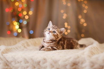 British kitten, Christmas and New Year © Anna Averianova