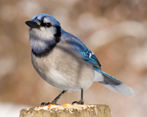 Blue Jay