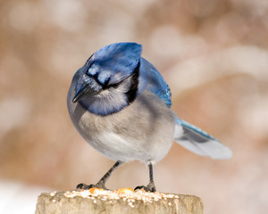 Blue Jay