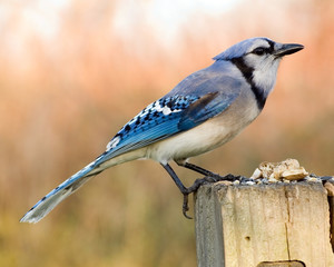 Blue Jay