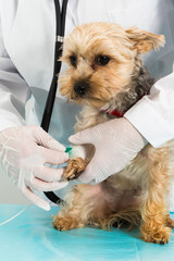 hund bekommt infusion