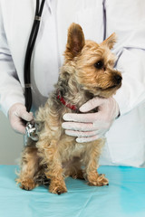niedlicher hund beim tierarzt