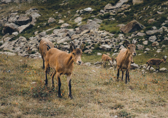 The West Caucasian tur (Capra caucasica)