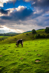 Fototapeta na wymiar Cow in a field at Moses Cone Park on the Blue Ridge Parkway in N