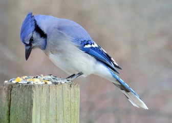Blue Jay