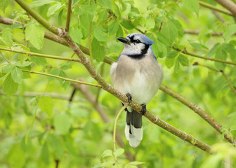 Fototapeta premium Blue jay