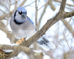 Blue jay