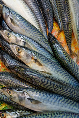Mackerel