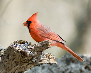 Northern Cardinal