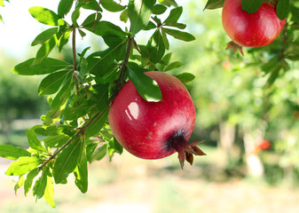 Red ripe pomegranates on the tree.