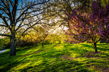 Evening light on colorful trees in Druid Hill Park, Baltimore, M