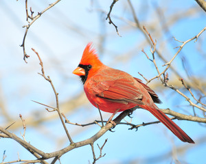 Northern Cardinal