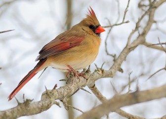 Female Cardinal