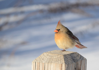Female Cardinal