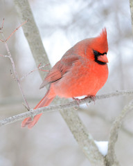 Northern Cardinal