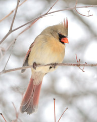 Female Cardinal