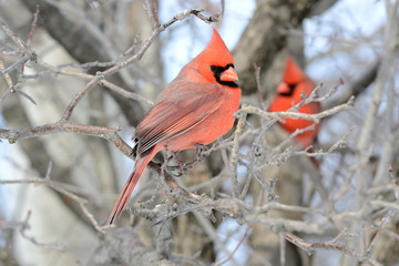 Cardinal On A Branch