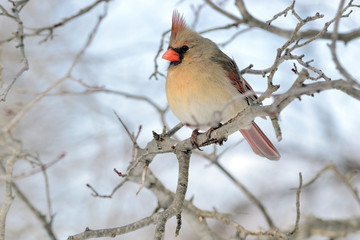Cardinal (Cardinalis cardinalis)