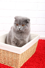 Beautiful British cat in wicker basket