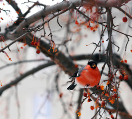 Bullfinches