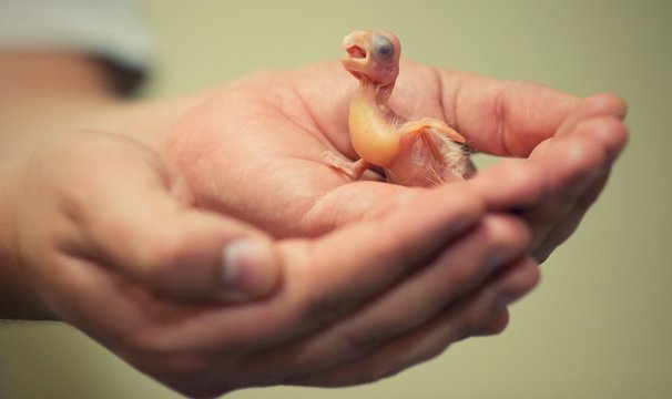 Fototapeta Cockatoo baby
