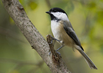 Obraz premium Black-capped Chickadee (Parus atricapillus)