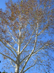 Albero spoglio