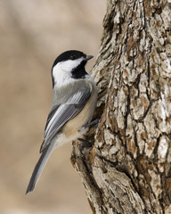 Obraz premium Black-capped Chickadee (Parus atricapillus)