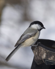 Black-capped Chickadee (Parus atricapillus)
