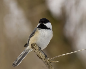 Black-capped Chickadee (Parus atricapillus)