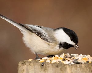 Black-capped Chickadee