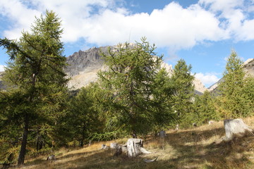 Fototapeta na wymiar Saison Berger, Alpes de hautes Provence