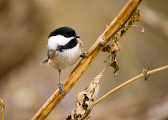 Black-capped Chickadee
