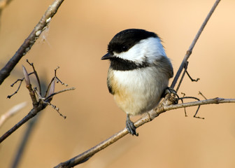Black-capped Chickadee