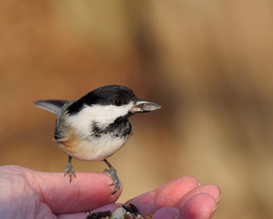 Black-capped Chickadee