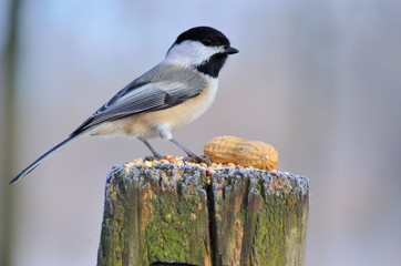 Black-capped Chickadee